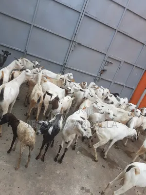 Galla Local Goats Black Persian Sheep