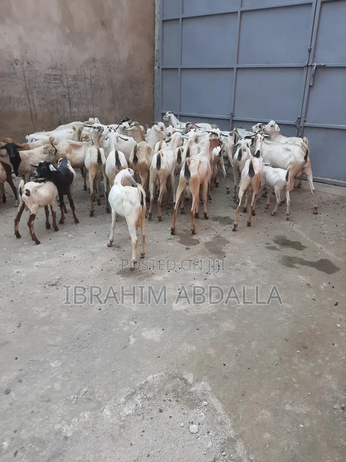 Galla Local Goats Black Persian Sheep
