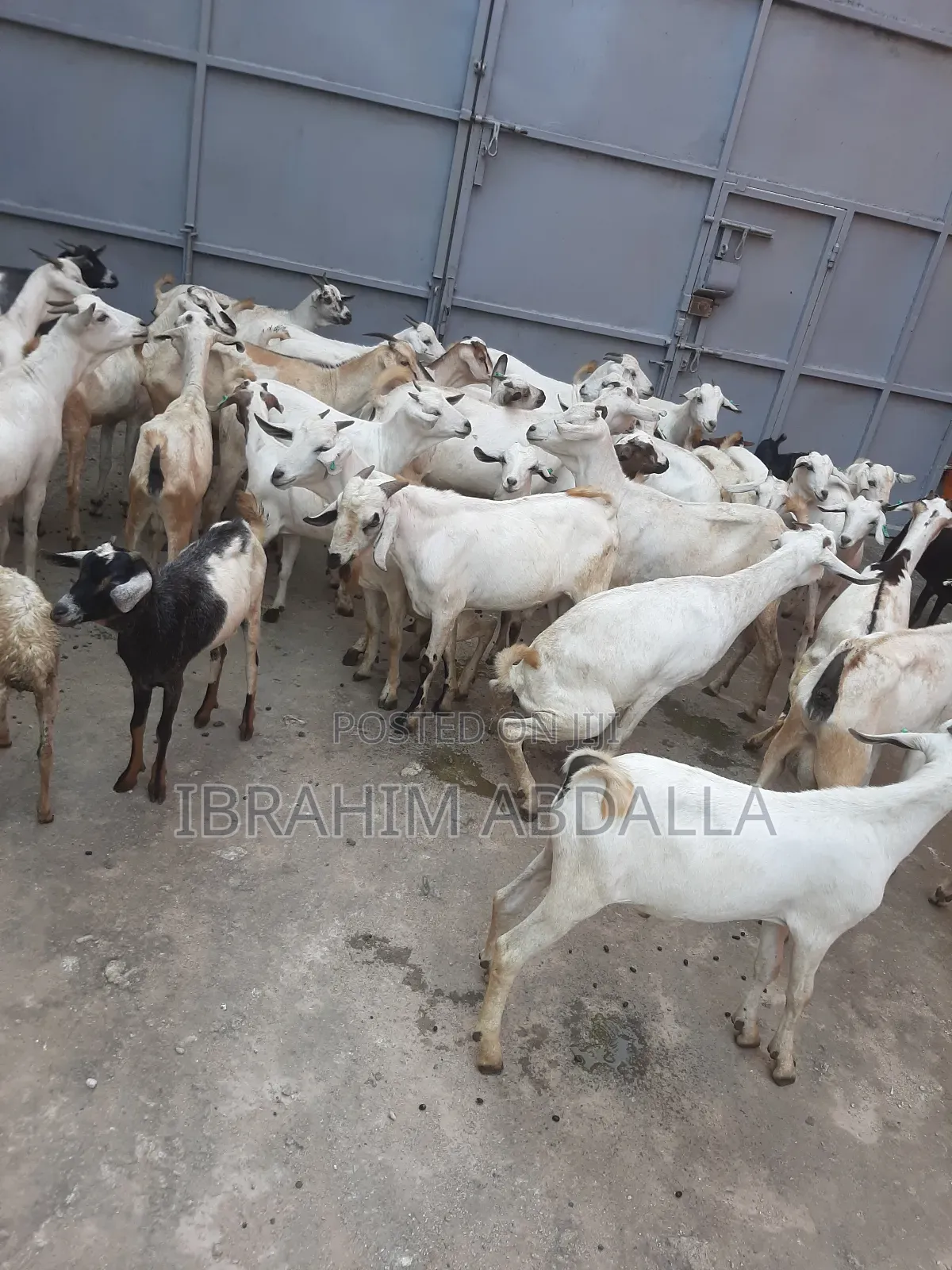 Galla Local Goats Black Persian Sheep