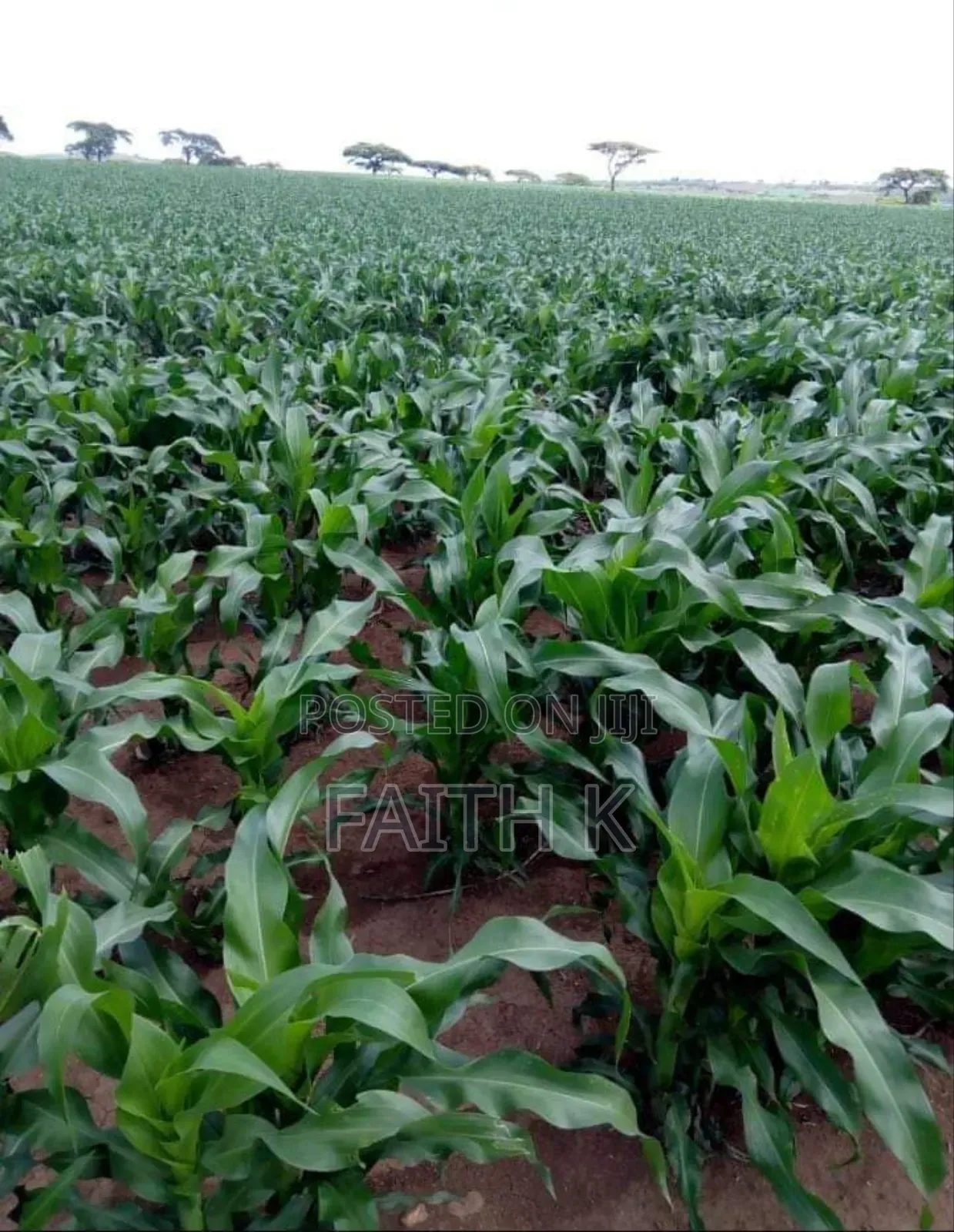 Farm Land for Sale Oljororok Near Kanguu Secondary School