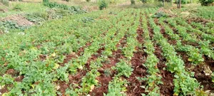 Farm Land for Sale Oljororok Near Kanguu Secondary School