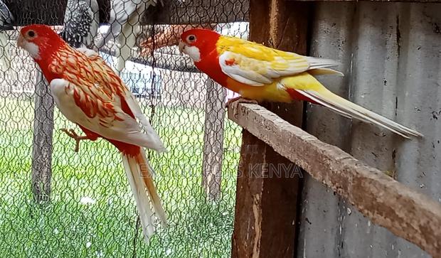 Rosella Parrots - main view
