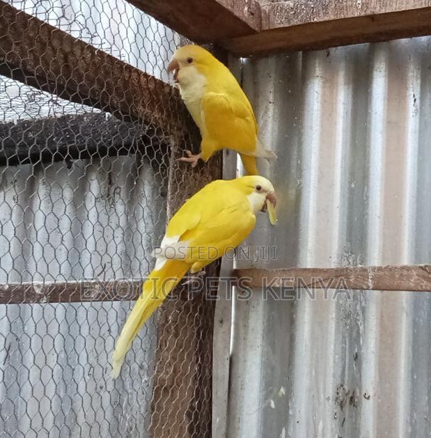 Yellow Quakers - main view