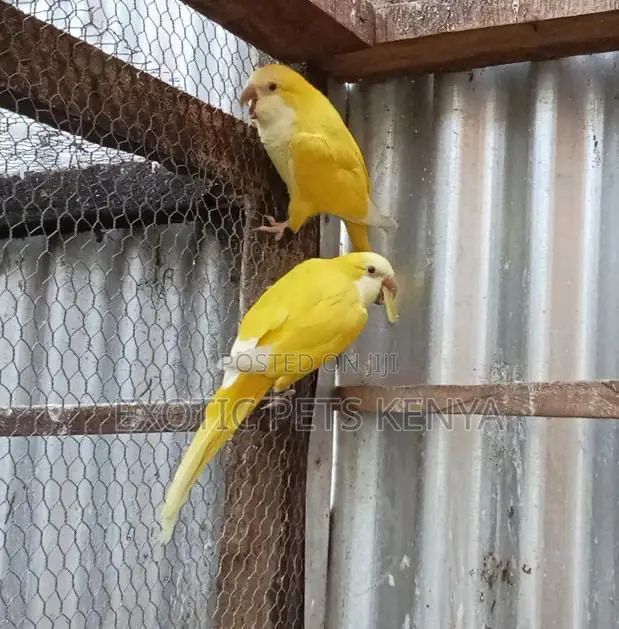 Yellow Quakers