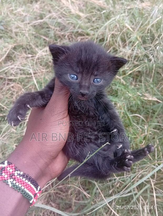 0-1 month Male Purebred American Bobtail