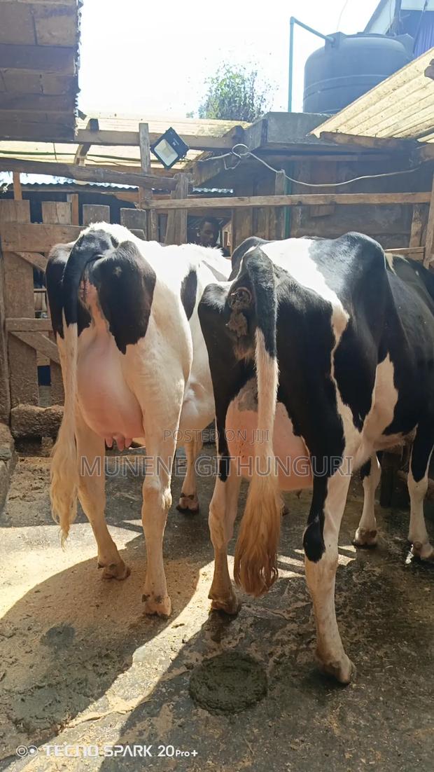 Two 8.5 Months Incalf Heifers