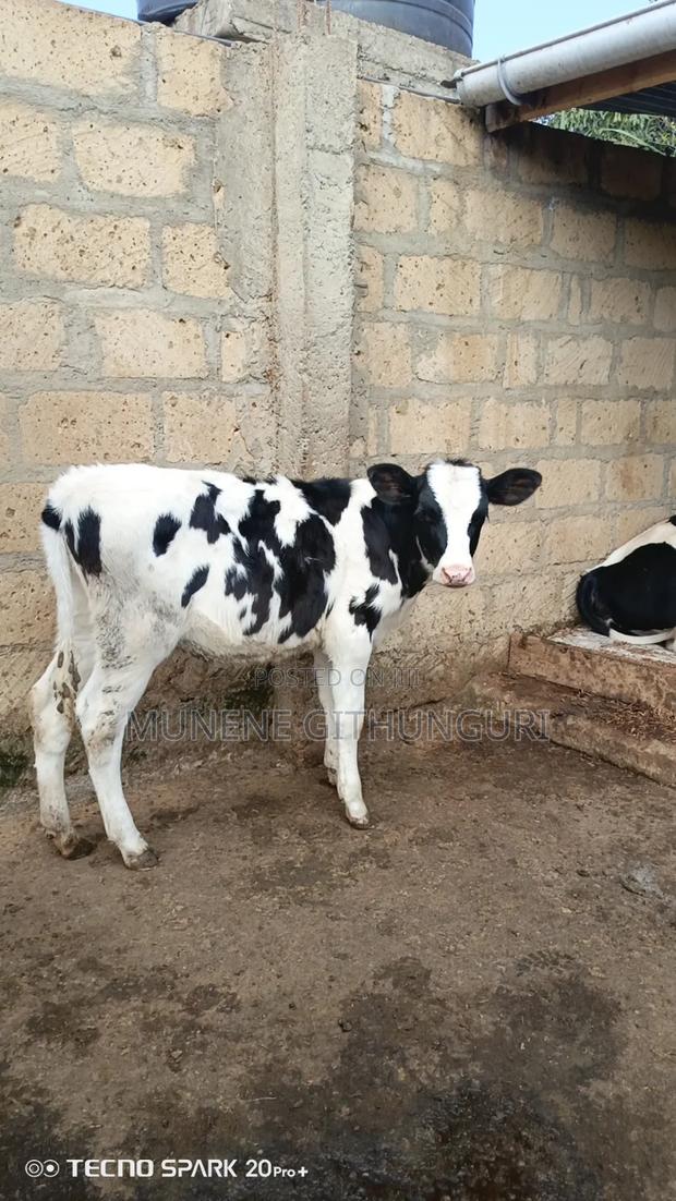 Super Breed Young Heifer - main view