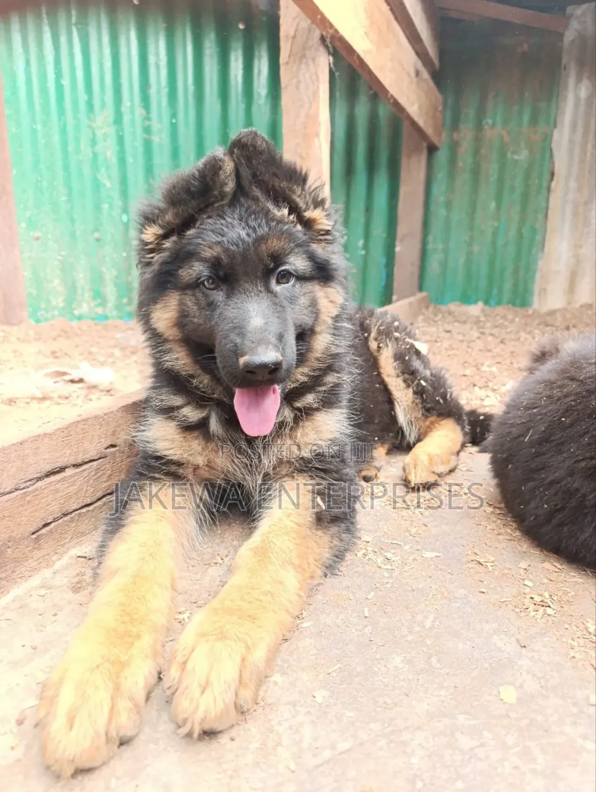 1-3 months Female Purebred German Shepherd