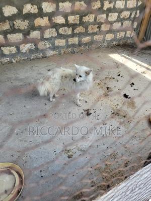 1+ year Male Purebred Dog - thumbnail 2