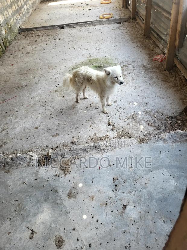 1+ year Male Purebred Dog - thumbnail 3