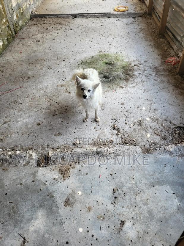 1+ year Male Purebred Dog - thumbnail 6