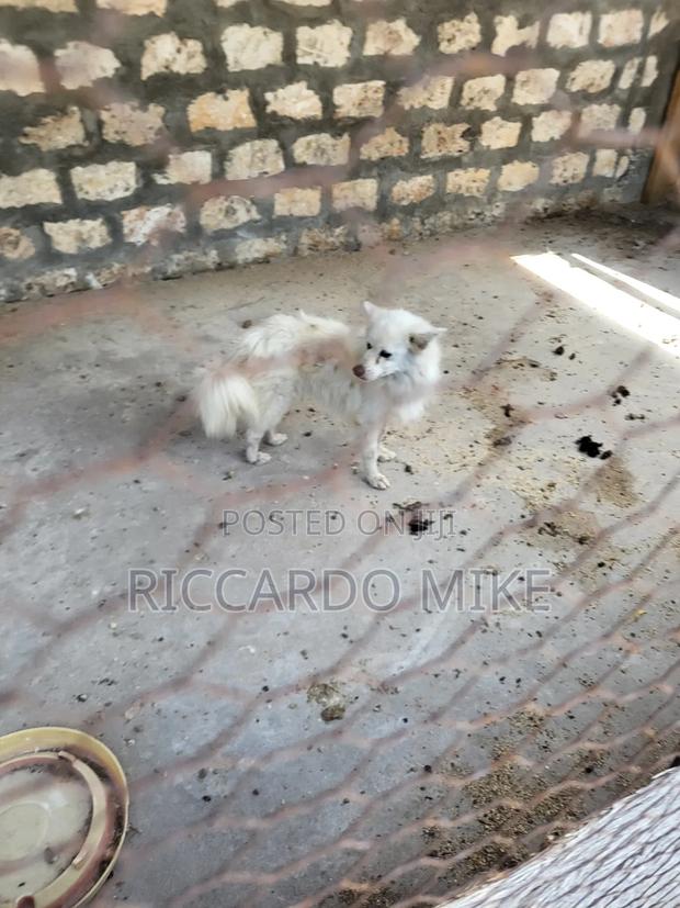 1+ year Male Purebred Dog - thumbnail 7