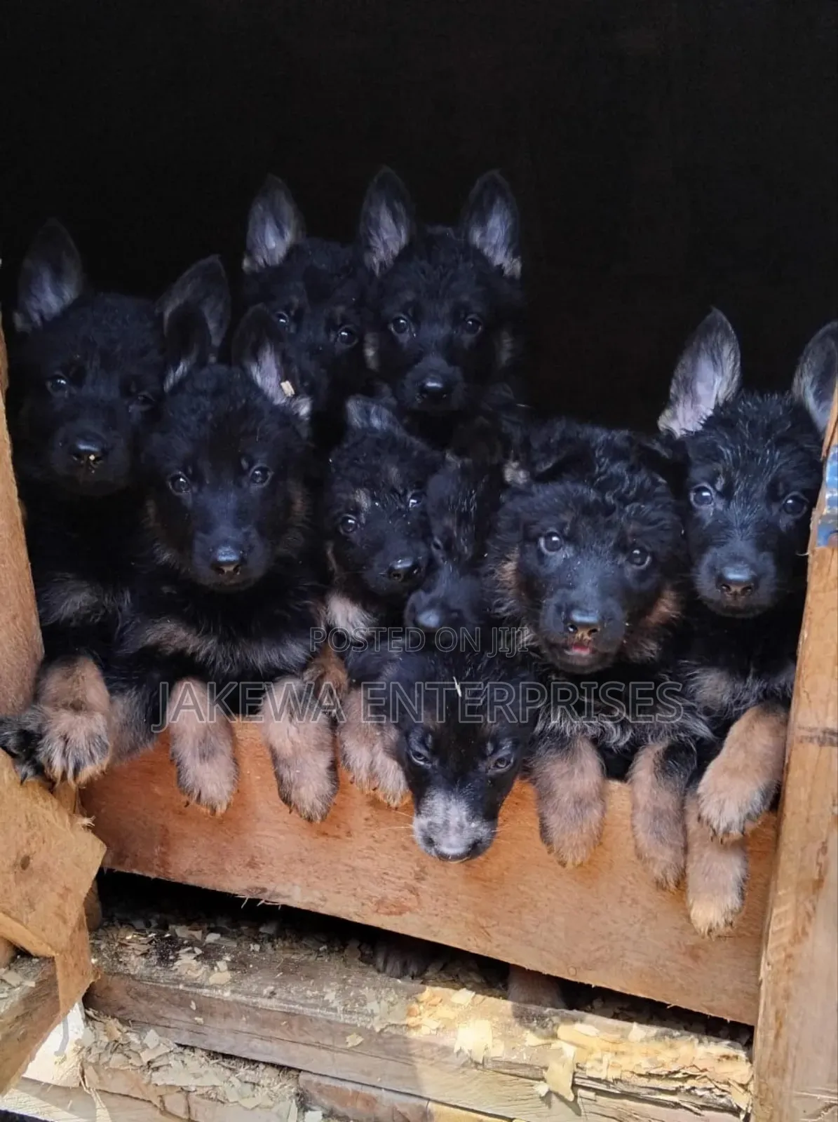 1-3 months Male Purebred German Shepherd