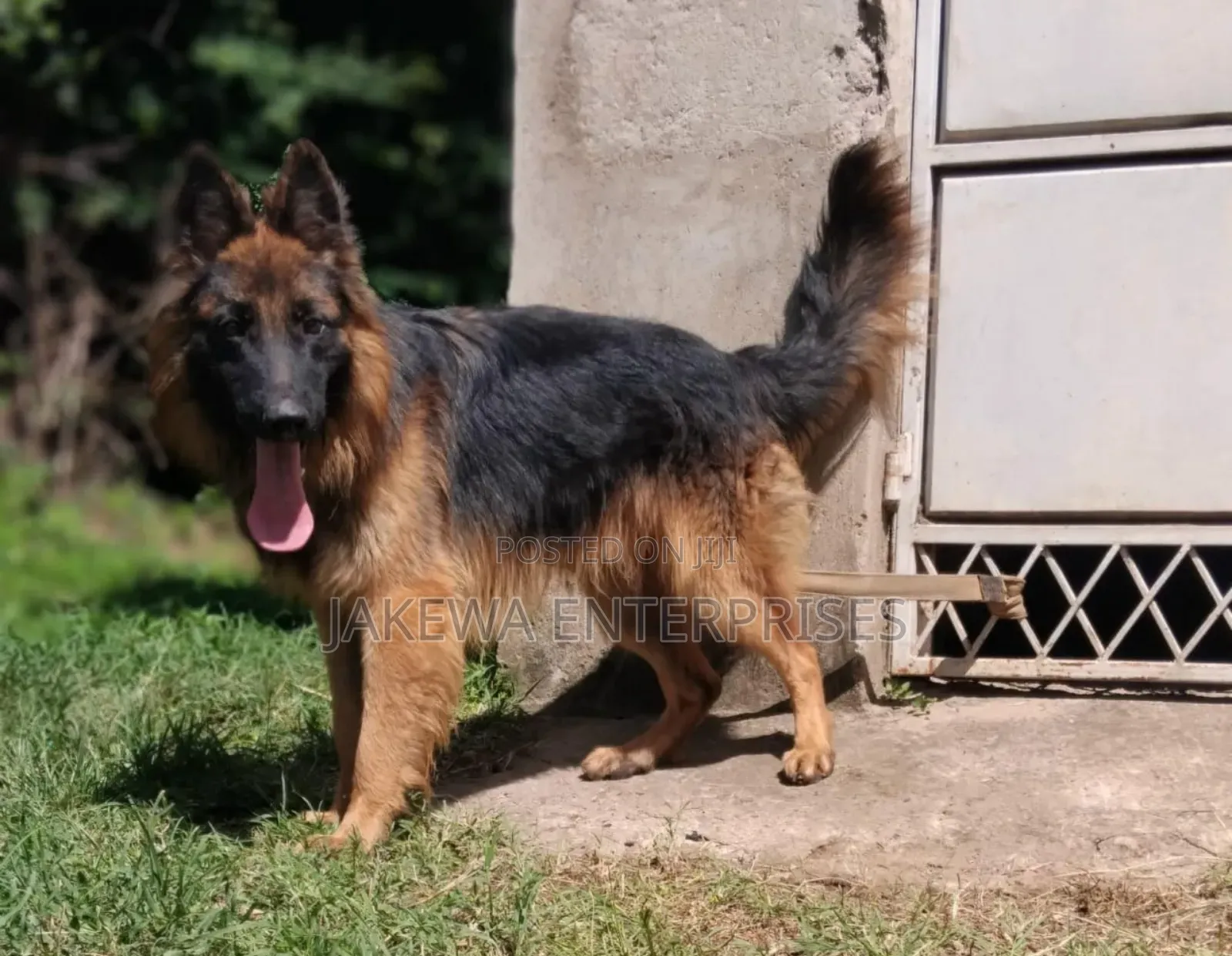 1-3 months Male Purebred German Shepherd