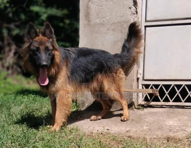 1-3 months Male Purebred German Shepherd - thumbnail 3