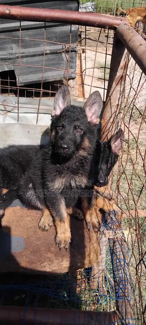 1-3 months Female Purebred German Shepherd - main view
