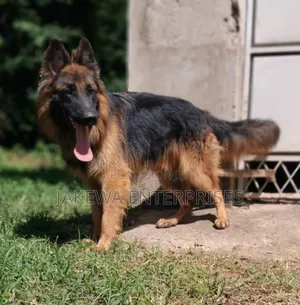 1-3 months Female Purebred German Shepherd