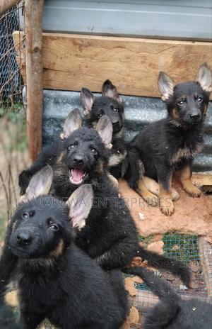 1-3 months Male Purebred German Shepherd - thumbnail 2