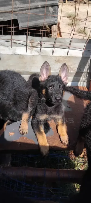 1-3 months Female Purebred German Shepherd