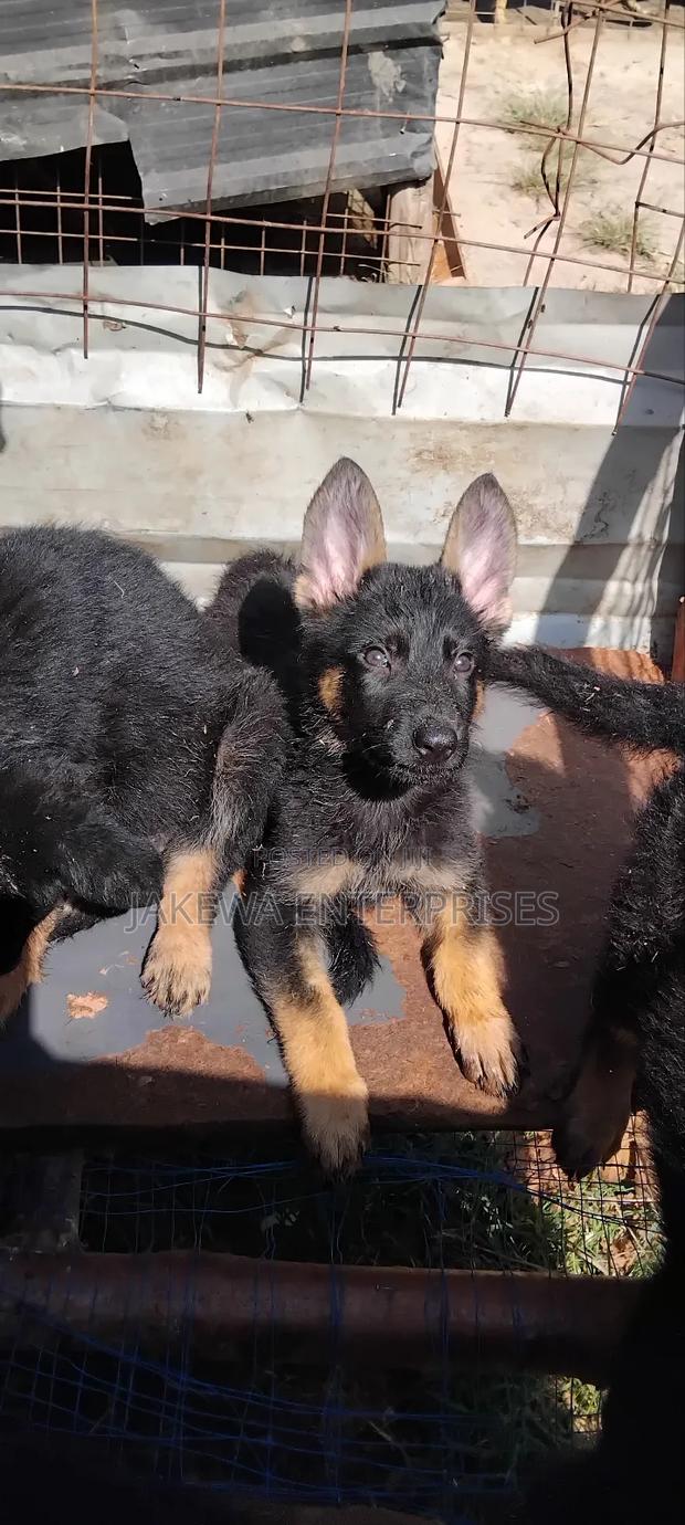 1-3 months Female Purebred German Shepherd - main view