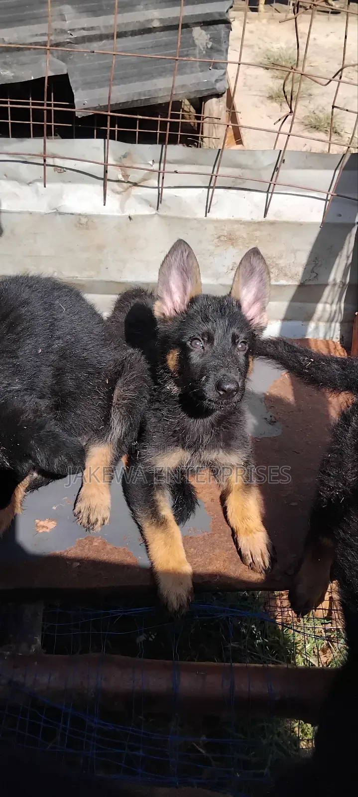 1-3 months Female Purebred German Shepherd