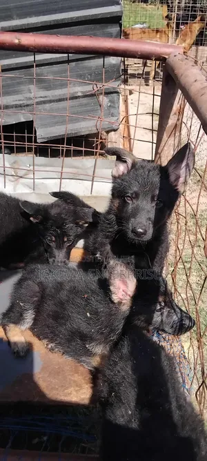 1-3 months Female Purebred German Shepherd
