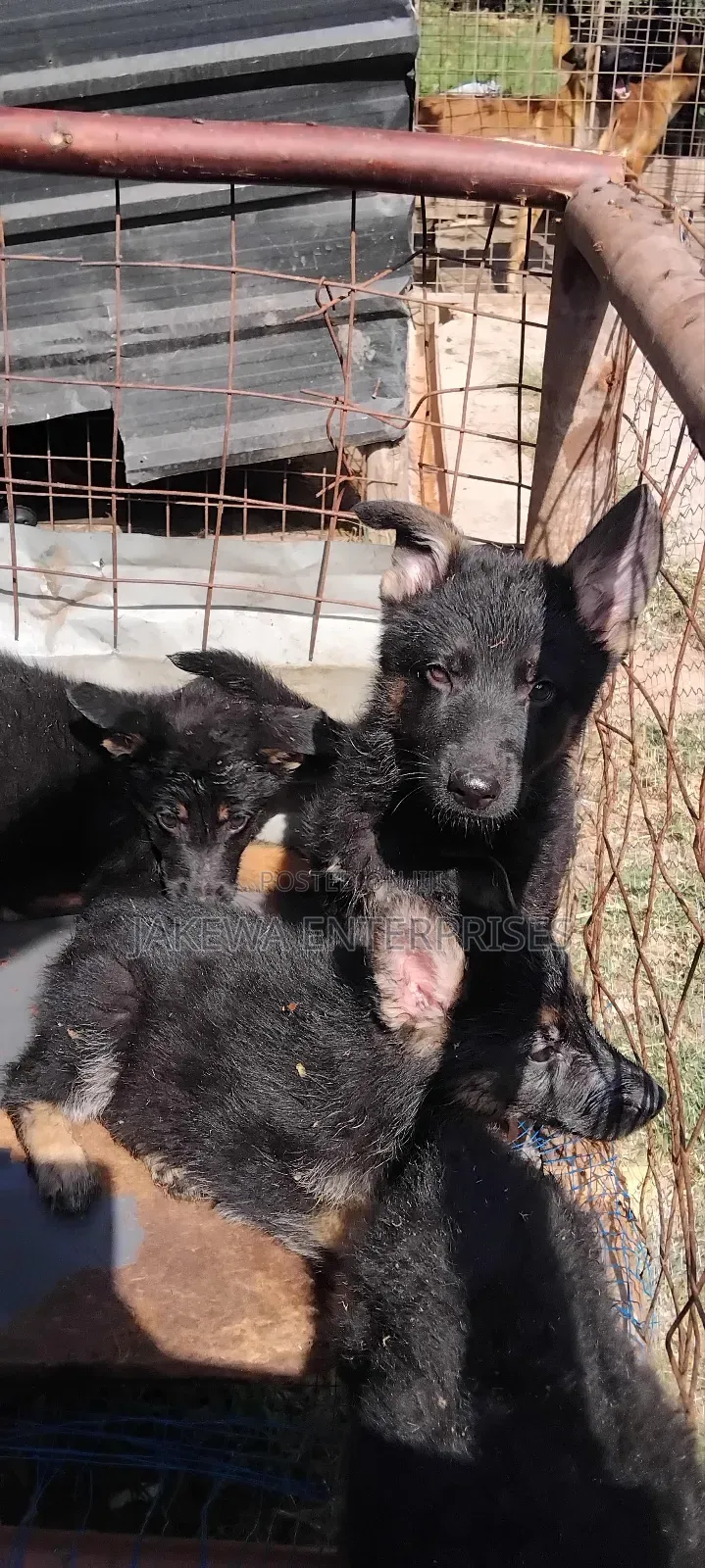 1-3 months Female Purebred German Shepherd