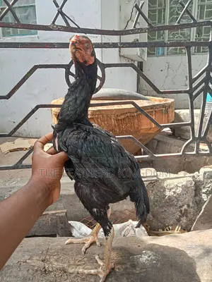 Matured Kuchi Hens