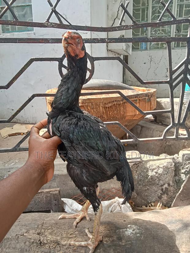 Matured Kuchi Hens - thumbnail 2