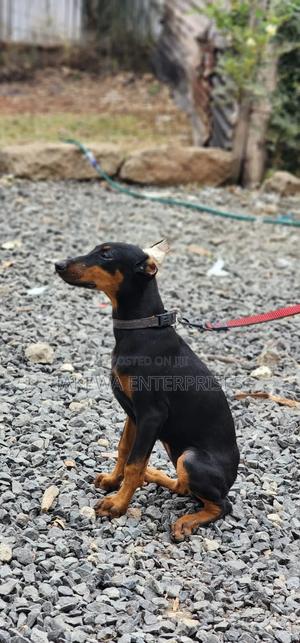 3-6 months Female Purebred Doberman Pinscher - main view