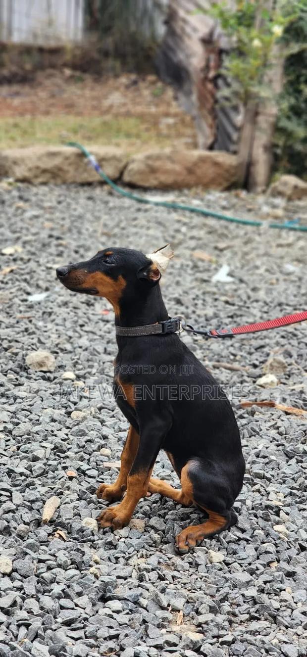 3-6 months Female Purebred Doberman Pinscher