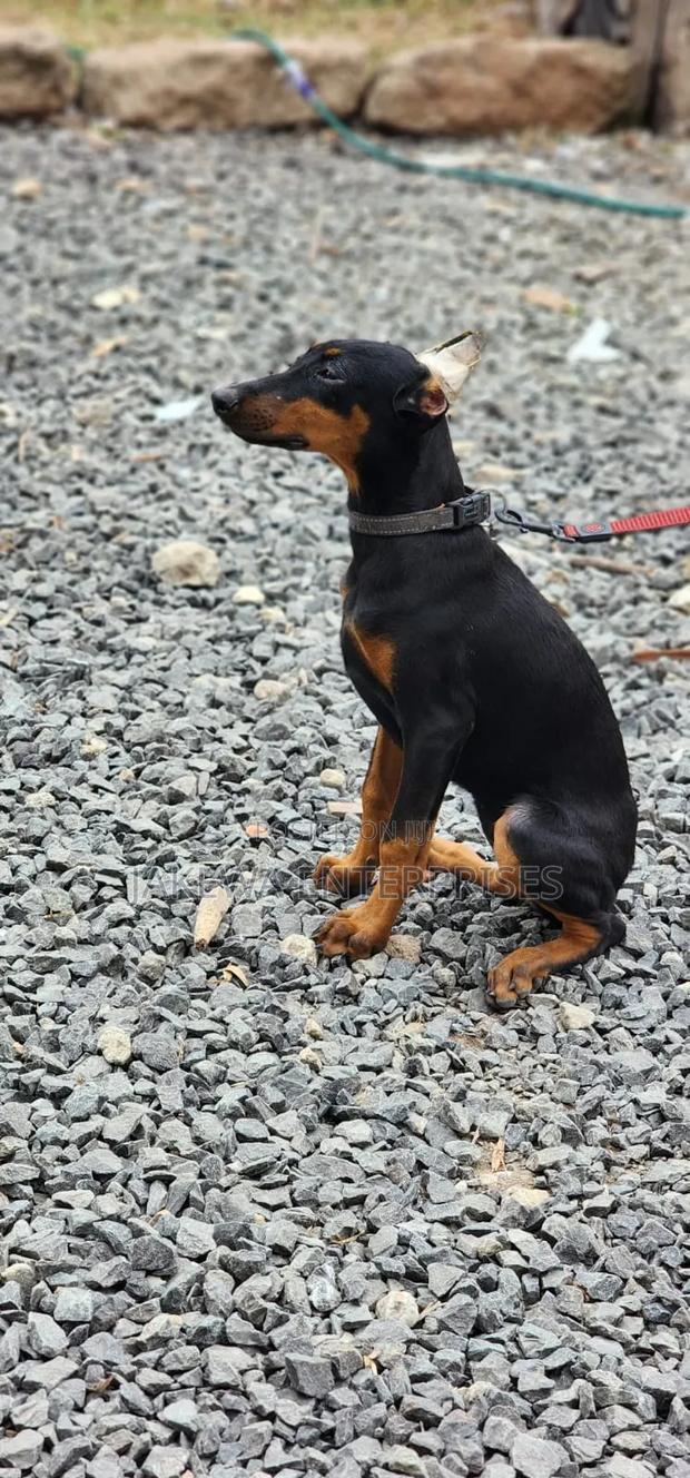 3-6 months Male Purebred Doberman Pinscher