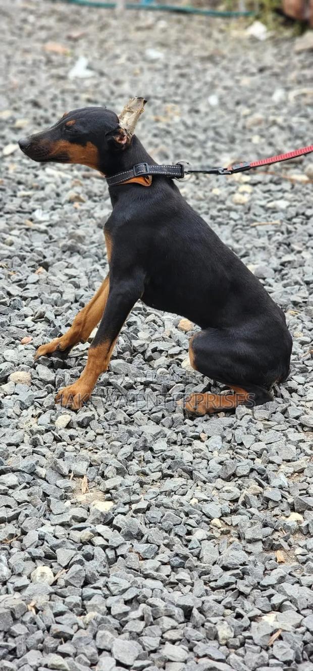 3-6 months Female Purebred Doberman Pinscher