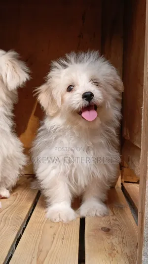 1-3 months Male Purebred Havanese