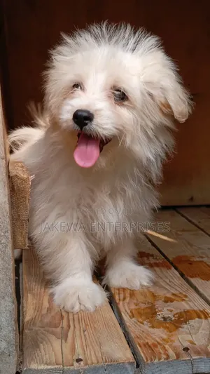 1-3 months Female Purebred Havanese