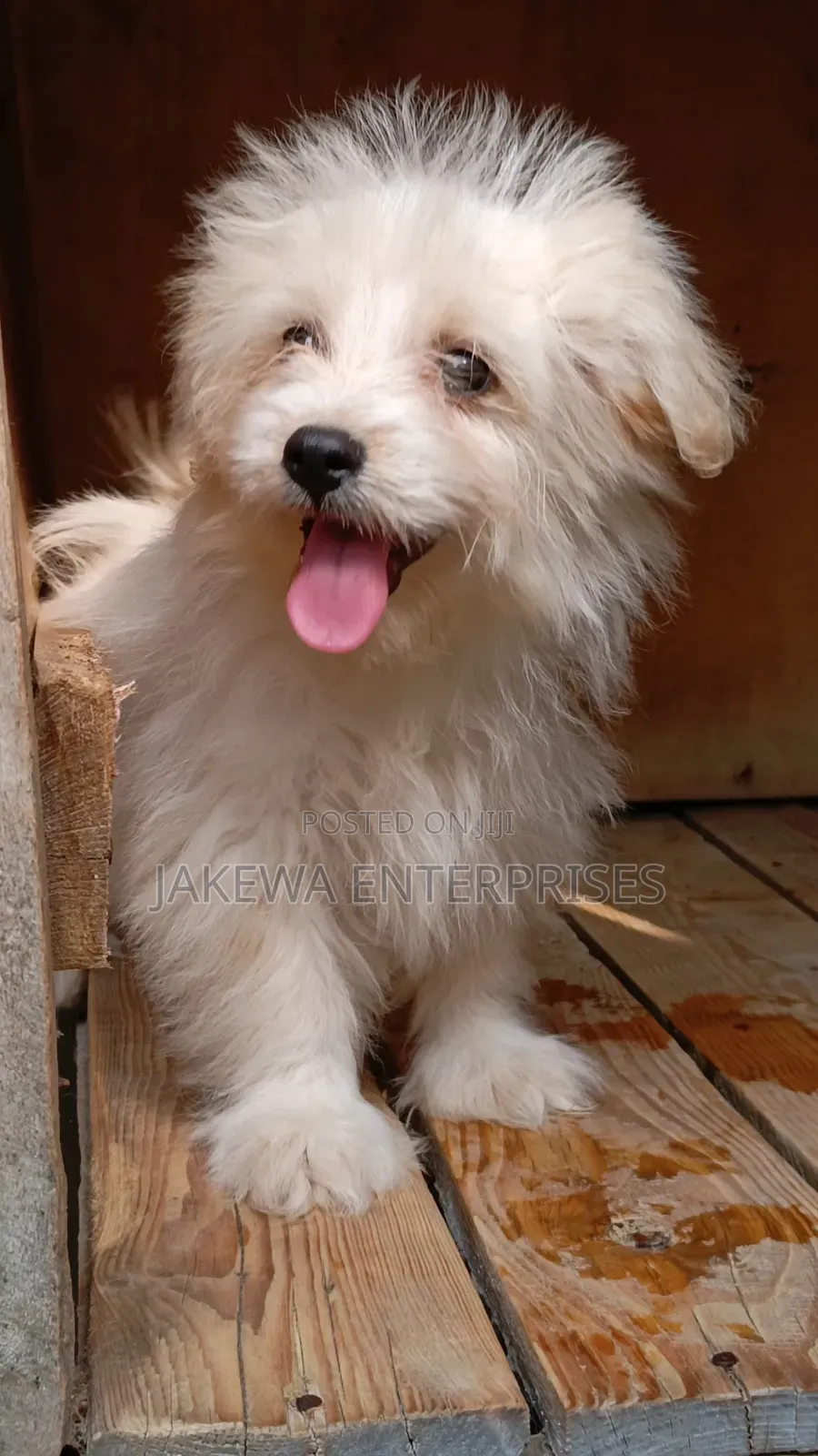 1-3 months Female Purebred Havanese