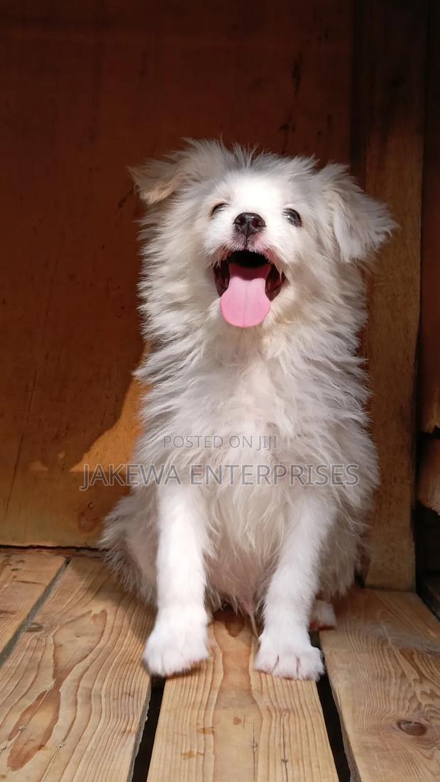 1-3 months Male Purebred Havanese - main view
