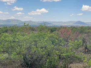 1 Acre Land for Sale - Daiga Nanyuki