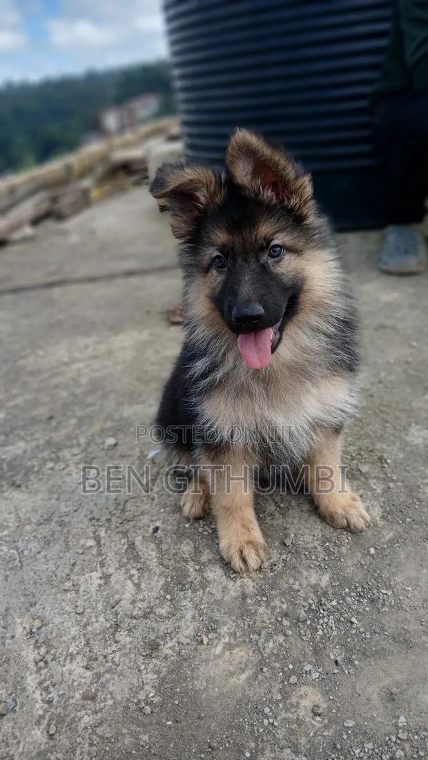 1-3 months Female Purebred German Shepherd