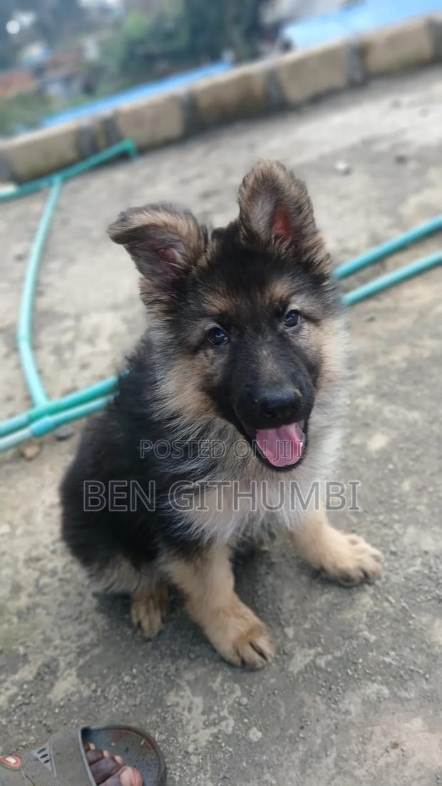 1-3 months Female Purebred German Shepherd - thumbnail 2