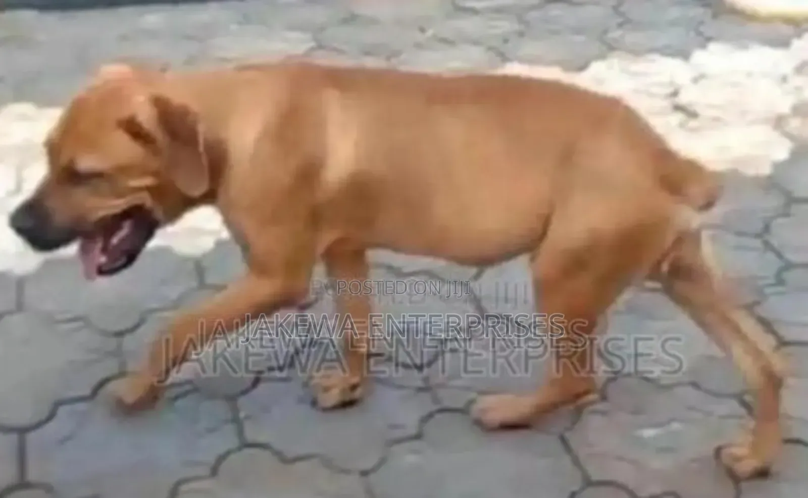1-3 months Male Purebred Boerboel