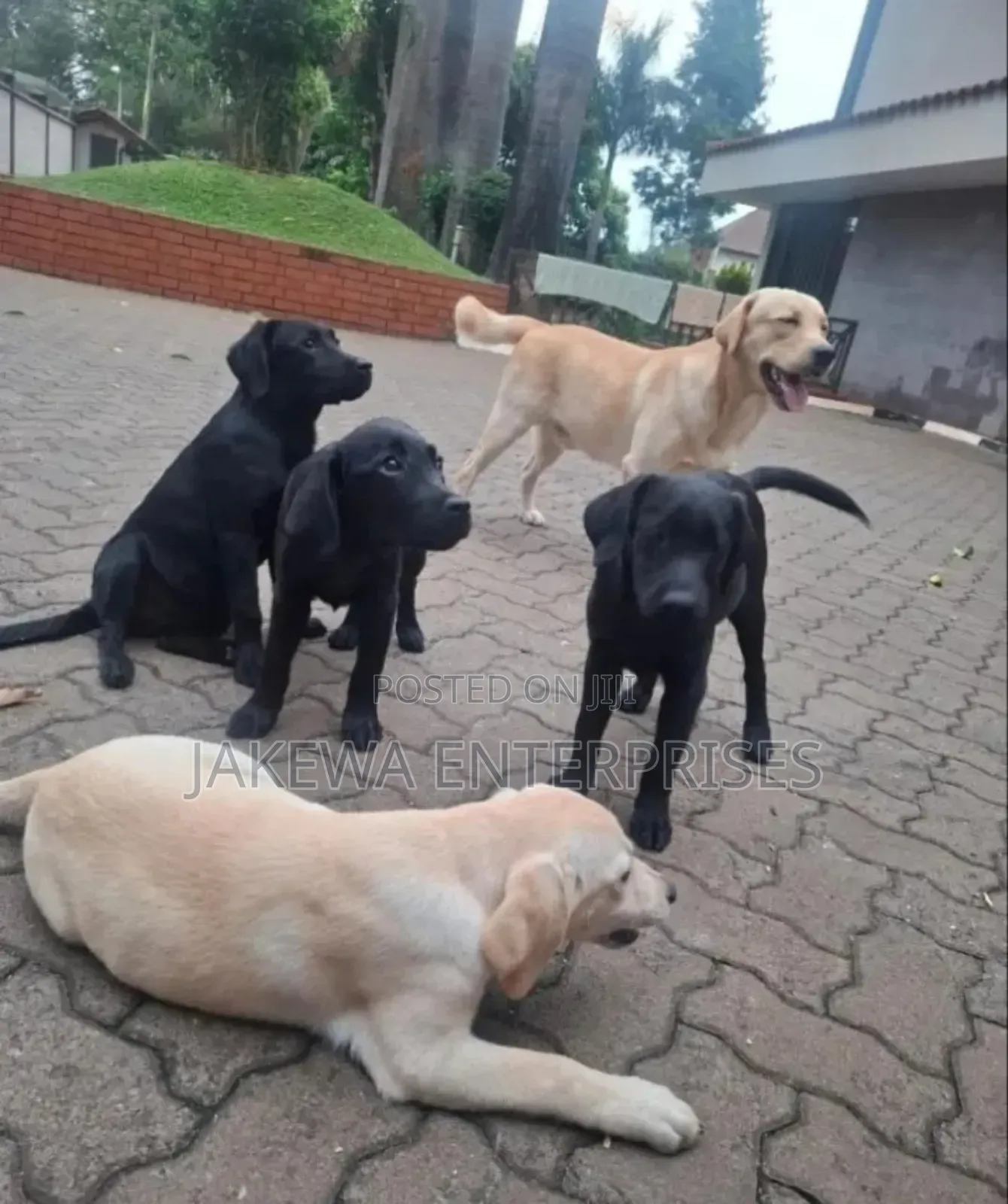 3-6 months Male Purebred Labrador Retriever