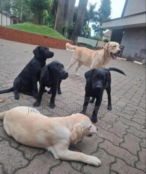 3-6 months Male Purebred Labrador Retriever - main view