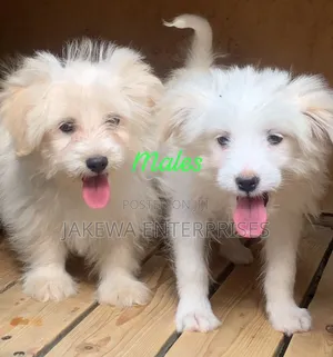 1-3 months Male Purebred Havanese