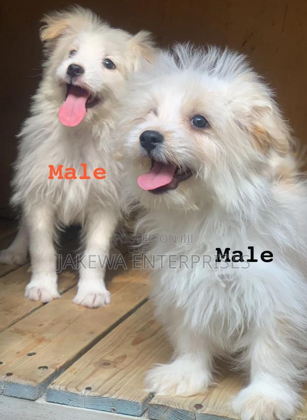 1-3 months Male Purebred Havanese - main view