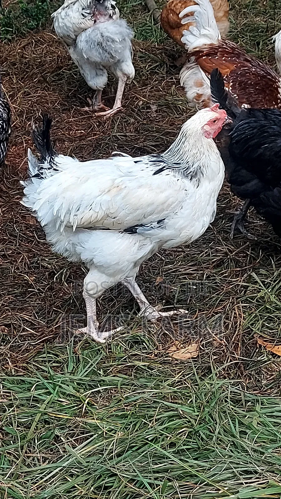 Mature Light Sussex Chicken