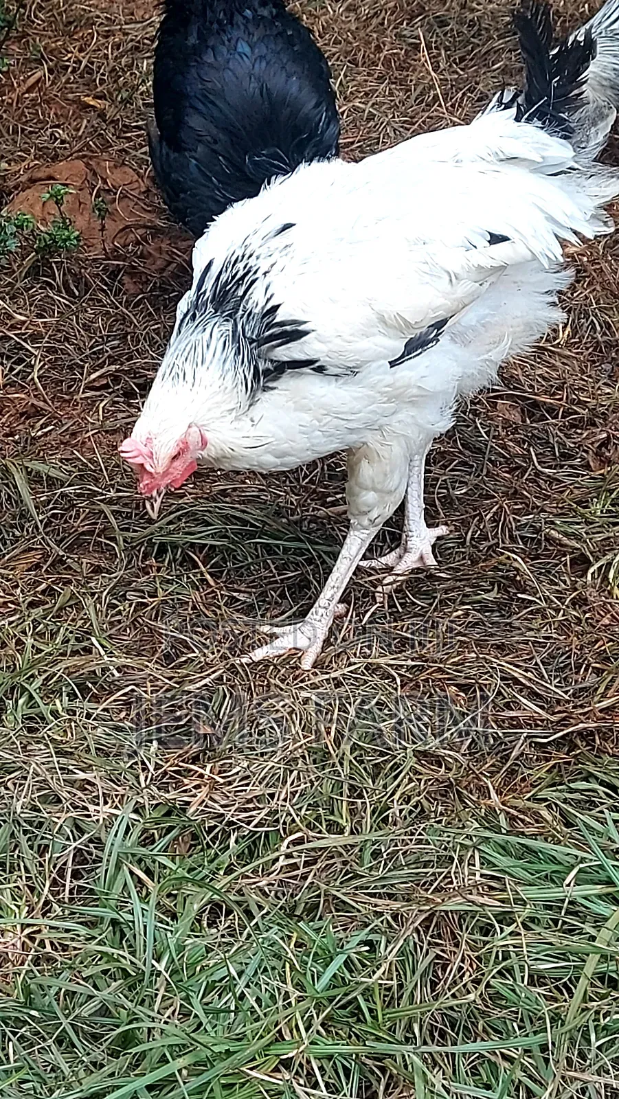 Mature Light Sussex Chicken
