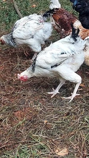Mature Light Sussex Chicken