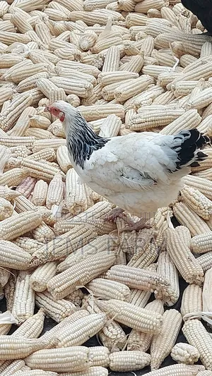 Mature Light Sussex Chicken