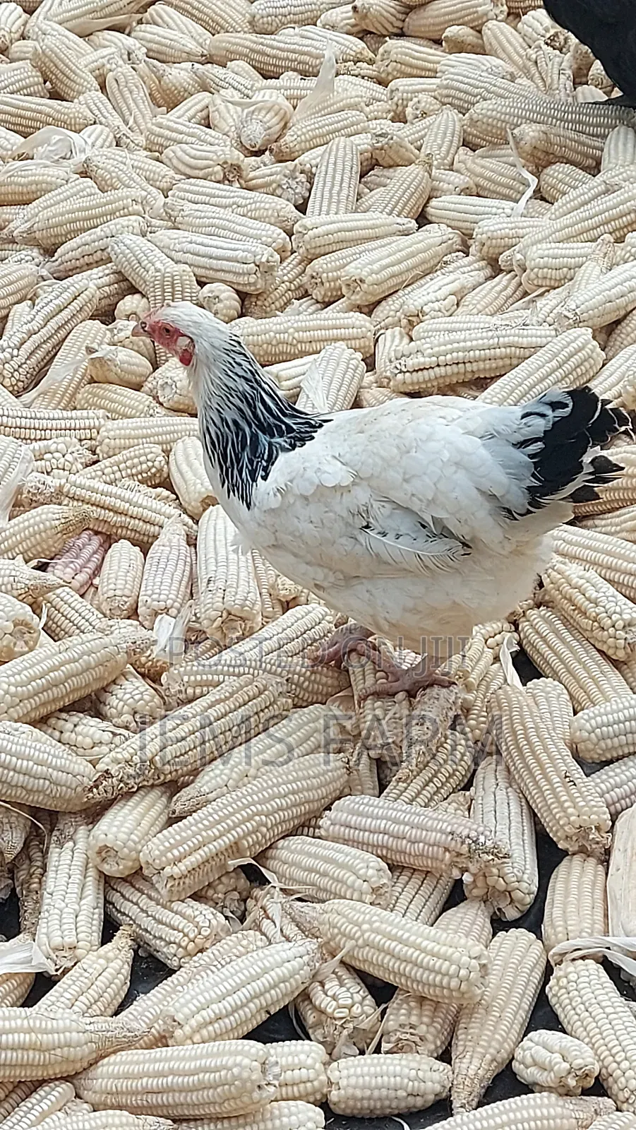 Mature Light Sussex Chicken